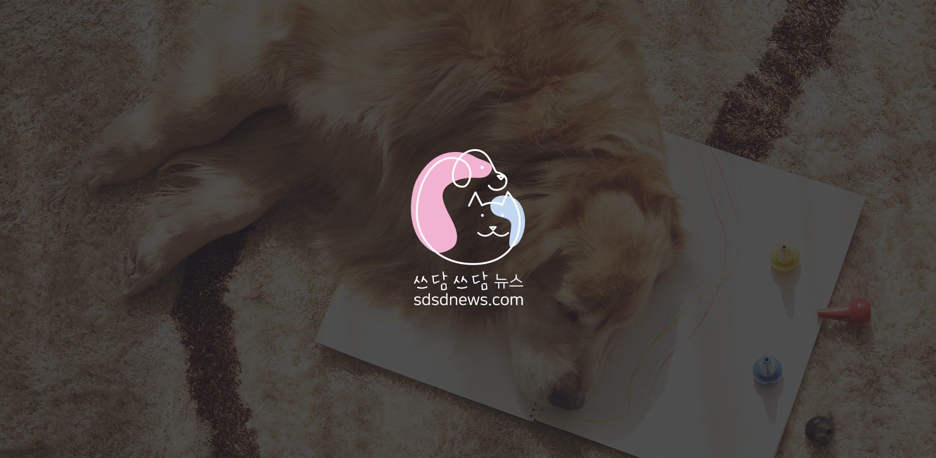 한국유기동물보호협회신문사 홈페이지제작