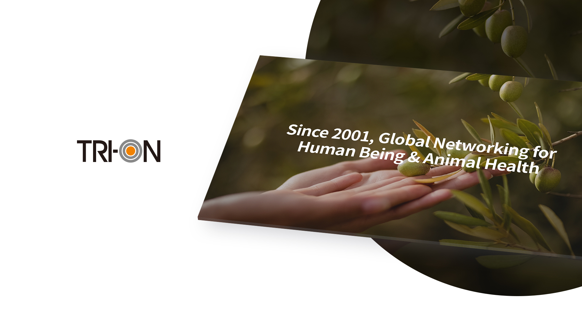 트리언인터내셔널 홈페이지제작